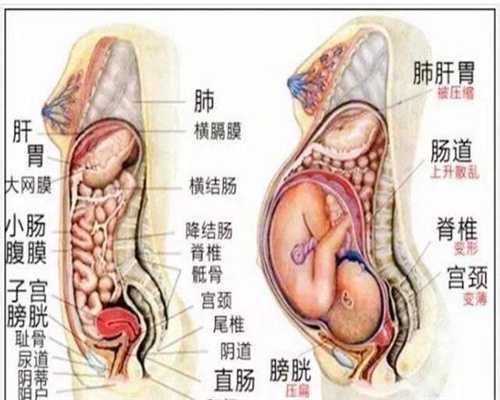 上海代孕-上海代孕孩子的教育-上海代孕成功率怎