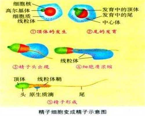 上海代孕-上海代孕怎么联系-上海代孕生双胞胎多