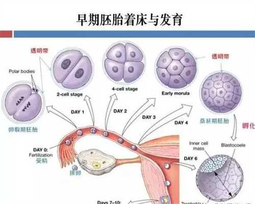 上海代怀生子公司-上海哪做代生好-上海找一个助孕要多少钱